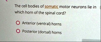 the cell bodies of somatic motor neurons lie in which horn of the ...