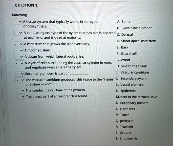QUESTION 1

Matching
- A tissue system that typically works in storage or photosynthesis.
- A conducting cell type of the xylem that has pits, is tapered at each end, and is dead at maturity.
- A meristem that grows the plant vertically.
- A modified stem.
- A tissue from which lateral roots arise.
- A layer of cells surrounding the vascular cylinder in roots and regulates what enters the xylem.
- Secondary phloem is part of .
- The vascular cambium produces this tissue to the "inside" of a stem or root.
- The conducting cell type of the phloem.
- The oldest part of a tree branch is found...

A. Spine
B. Sieve tube element
C. Dermal
D. Shoot apical meristem
E. Bark
F. Guard cell
G. Wood
H. next to the trunk
I. Vascular cambium
J. Secondary xylem
K. Vessel element
L. Epidermis
M. next to the terminal bud
N. Secondary phloem
O. Fiber cells
P. Tuber
Q. pericycle
R. Tracheid
S. Ground
T. Endodermis
