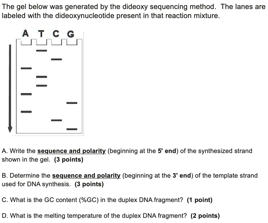 The gel below was generated by the dideoxy sequencing method. The lanes
