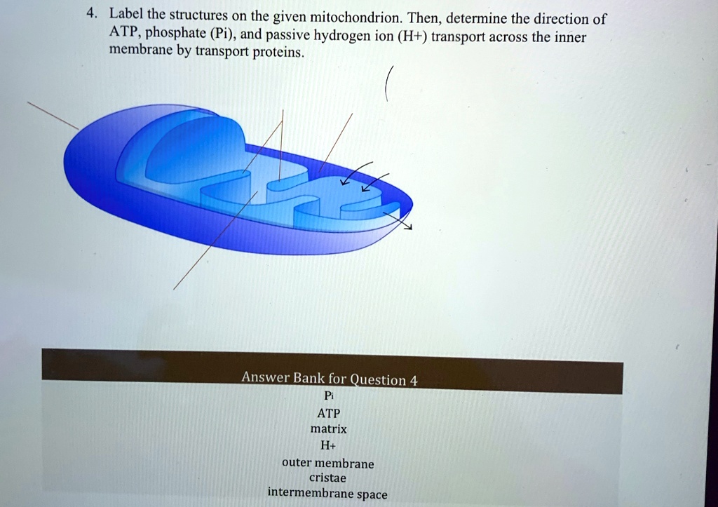 label the structures on the given mitochondrion then determine the ...