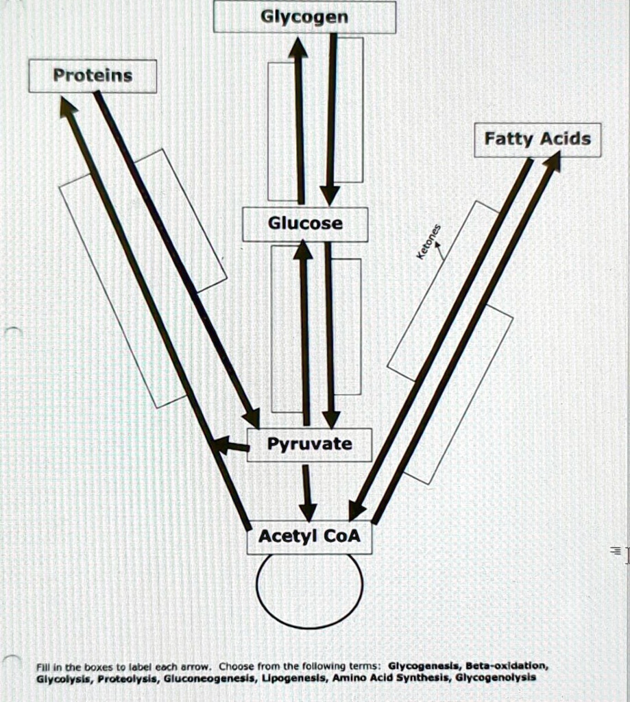 SOLVED Glycogen Proteins Fatty Acids Glucose Pyruvate Acetyl CoA Fill