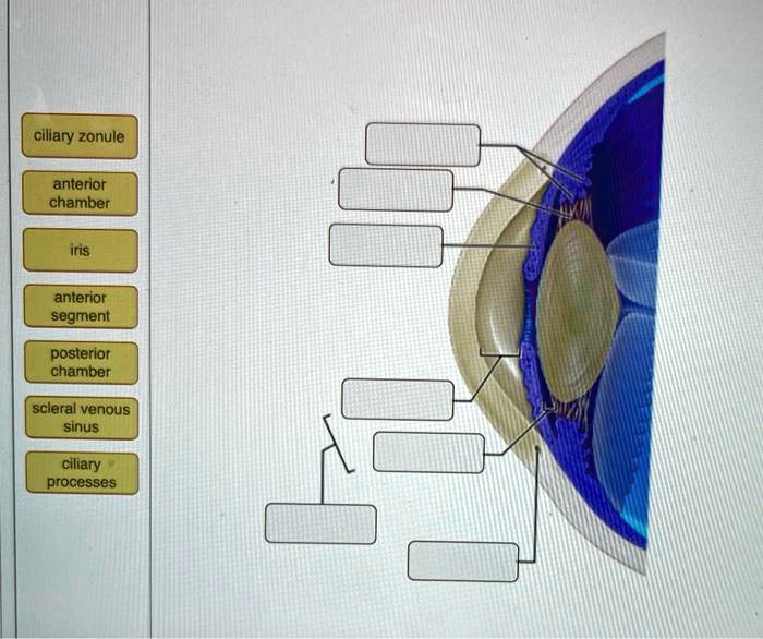 SOLVED: ciliary zonule anterior chamber iris anterior segment posterior ...