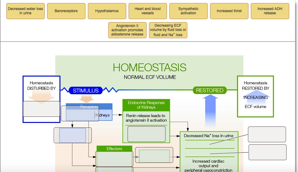 Decreased water loss in urine Heart and blood vessels Sympathetic ...