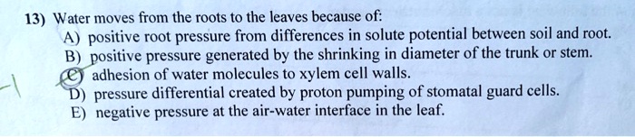 13) Water moves from the roots to the leaves because of:
A) positive root pressure from differences in solute potential between soil and root.
B) positive pressure generated by the shrinking in diameter of the trunk or stem.
C) adhesion of water molecules to xylem cell walls.
D) pressure differential created by proton pumping of stomatal guard cells.
E) negative pressure at the air-water interface in the leaf.