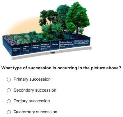 SOLVED: Look at the pic! Please help. What type of succession is ...