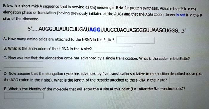 Below is a short mRNA sequence that is serving as the messenger RNA for ...