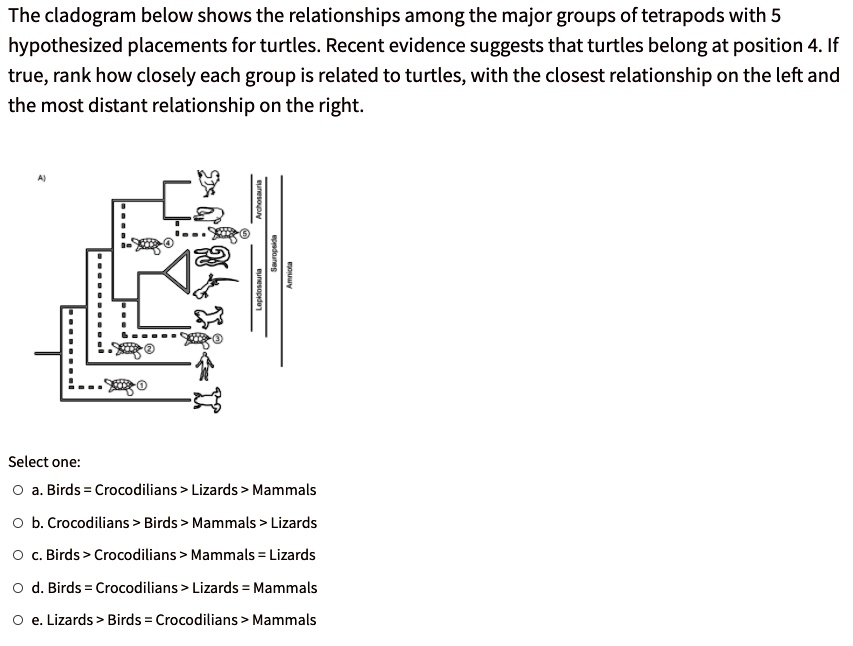 SOLVED: The cladogram below shows the relationships among the major