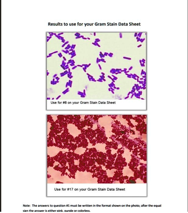 SOLVED: Text: Results to use for Your Gram Stain Data Sheet Use for #8 ...