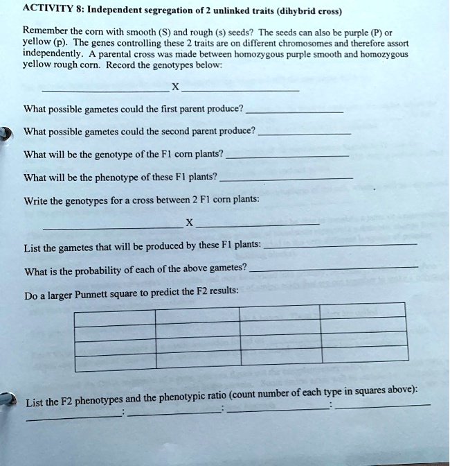 activities dihybrid cross