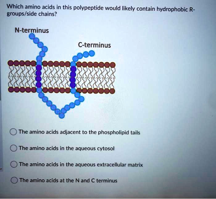 Which amino acids in this polypeptide would likely contain hydrophobic R-groups/side chains?
N-terminus
C-terminus
The amino acids adjacent to the phospholipid tails
The amino acids in the aqueous cytosol
The amino acids in the aqueous extracellular matrix
The amino acids at the N and C terminus