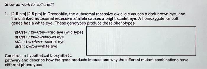 Show all work for full credit.
1. [2.5 pts] [2.5 pts] In Drosophila, the autosomal recessive bw allele causes a dark brown eye, and
the unlinked autosomal recessive st allele causes a bright scarlet eye. A homozygote for both
genes has a white eye. These genotypes produce these phenotypes:
st+/st+; bw+/bw+=red eye (wild type)
st+/st+; bw/bw=brown eye
st/st; bw+/bw+=scarlet eye
st/st; bw/bw=white eye
Construct a hypothetical biosynthetic
pathway and describe how the gene products interact and why the different mutant combinations have
different phenotypes.
