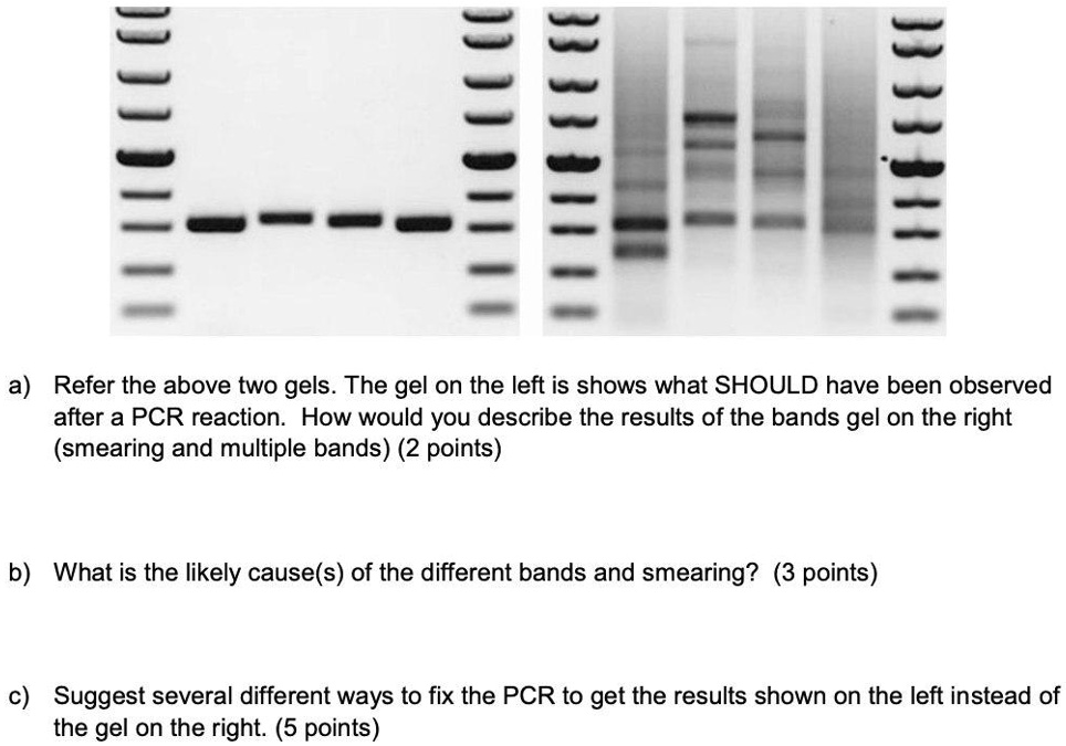 solved-a-refer-the-above-two-gels-the-gel-on-the-left-is-shows-what