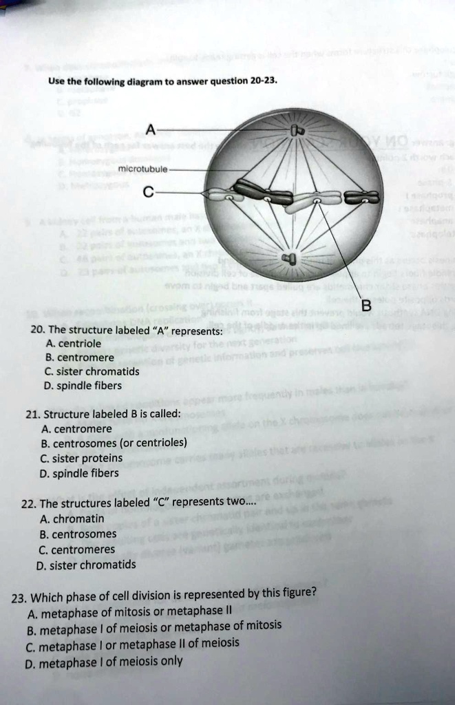 Use the following diagram to answer question 20-23.
A
microtubule
C
20. The structure labeled "A" represents:
A. centriole
B. centromere
C. sister chromatids
D. spindle fibers
21. Structure labeled B is called:
A. centromere
B. centrosomes (or centrioles)
C. sister proteins
D. spindle fibers
22. The structures labeled "C" represents two....
A. chromatin
B. centrosomes
C. centromeres
D. sister chromatids
23. Which phase of cell division is represented by this figure?
A. metaphase of mitosis or metaphase II
B. metaphase I of meiosis or metaphase of mitosis
C. metaphase I or metaphase II of meiosis
D. metaphase I of meiosis only
B
