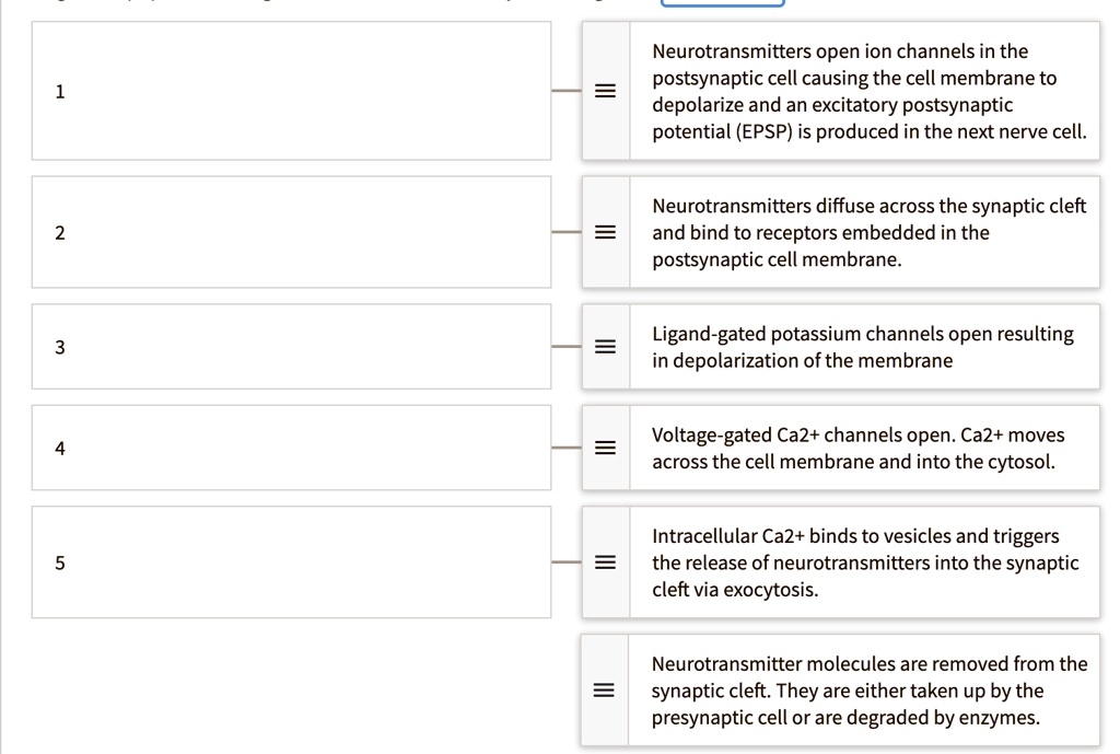 1 Neurotransmitters open ion channels in the postsynaptic cell causing the cell membrane to depolarize and an excitatory postsynaptic potential (EPSP) is produced in the next nerve cell.
2 Neurotransmitters diffuse across the synaptic cleft and bind to receptors embedded in the postsynaptic cell membrane.
3 Ligand-gated potassium channels open resulting in depolarization of the membrane
4 Voltage-gated Ca2+ channels open. Ca2+ moves across the cell membrane and into the cytosol.
5 Intracellular Ca2+ binds to vesicles and triggers the release of neurotransmitters into the synaptic cleft via exocytosis.
Neurotransmitter molecules are removed from the synaptic cleft. They are either taken up by the presynaptic cell or are degraded by enzymes.