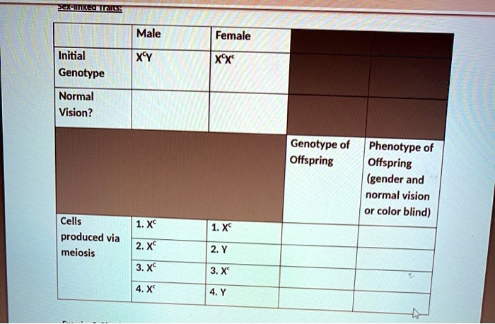 SOLVED: Male Female Initial Genotype Normal Vision? XY XEXE Genotype of ...