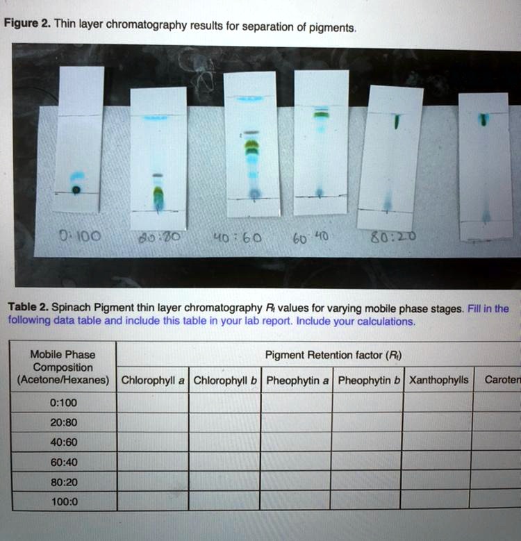 SOLVED Figure 2 Thin layer chromatography results for separation of