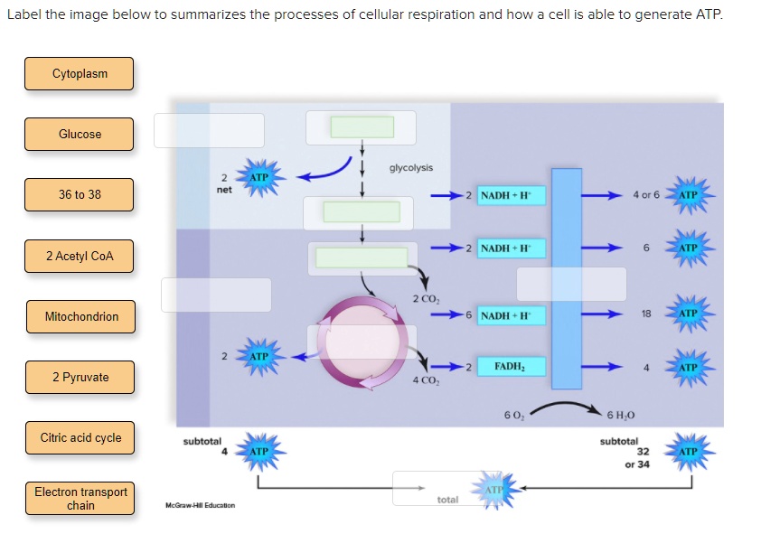 SOLVED Text Label the image below to summarize the processes of