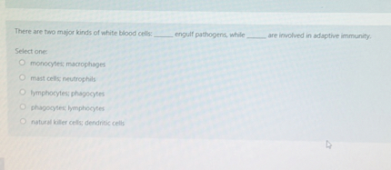 There are two major kinds of white blood cells:  engulf pathogens, while  are involved in adaptive immunity.

Select one:
monocytes; macrophages
mast cells; neutrophils
lymphocytes; phagocytes
phagocytes; lymphocytes
natural killer cells; dendritic cells