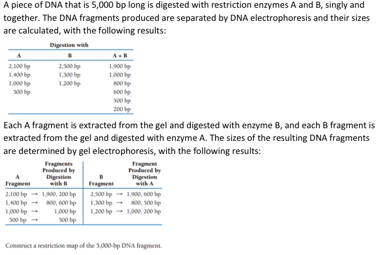 A piece of DNA that is 5,000 bp long is digested with restriction ...