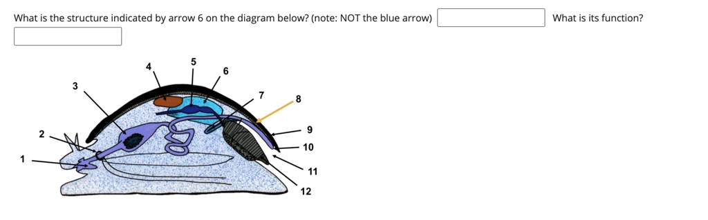 What is the structure indicated by arrow 6 on the diagram below? (note: NOT the blue arrow) What is its function? 4 5 6 3 7 8 2 9 1 10 11 12