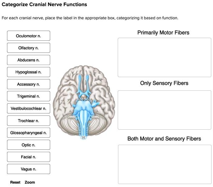 Which Of The Following Is Not A Motor Cranial Nerve SOLVED: Text: Categorize Cranial Nerve Functions For each cranial nerve