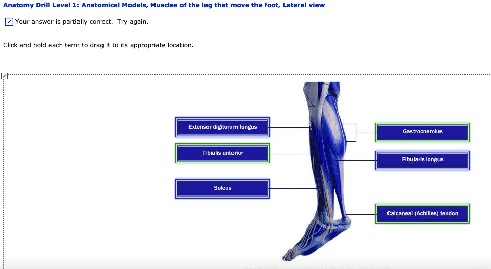 SOLVED: Anatomy Drill Level 1: Anatomical Models - Muscles of the Leg ...