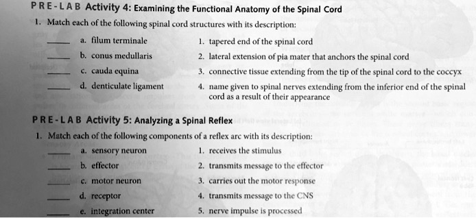 PRE-LAB Activity 4: Examining the Functional Anatomy of the Spinal Cord
1. Match each of the following spinal cord structures with its description:
a. filum terminale
b. conus medullaris
c. cauda equina
d. denticulate ligament
1. tapered end of the spinal cord
2. lateral extension of pia mater that anchors the spinal cord
3. connective tissue extending from the tip of the spinal cord to the coccyx
4. name given to spinal nerves extending from the inferior end of the spinal cord as a result of their appearance
PRE-LAB Activity 5: Analyzing a Spinal Reflex
1. Match each of the following components of a reflex arc with its description:
a. sensory neuron
b. effector
c. motor neuron
d. receptor
e. integration center
1. receives the stimulus
2. transmits message to the effector
3. carries out the motor response
4. transmits message to the CNS
5. nerve impulse is processed