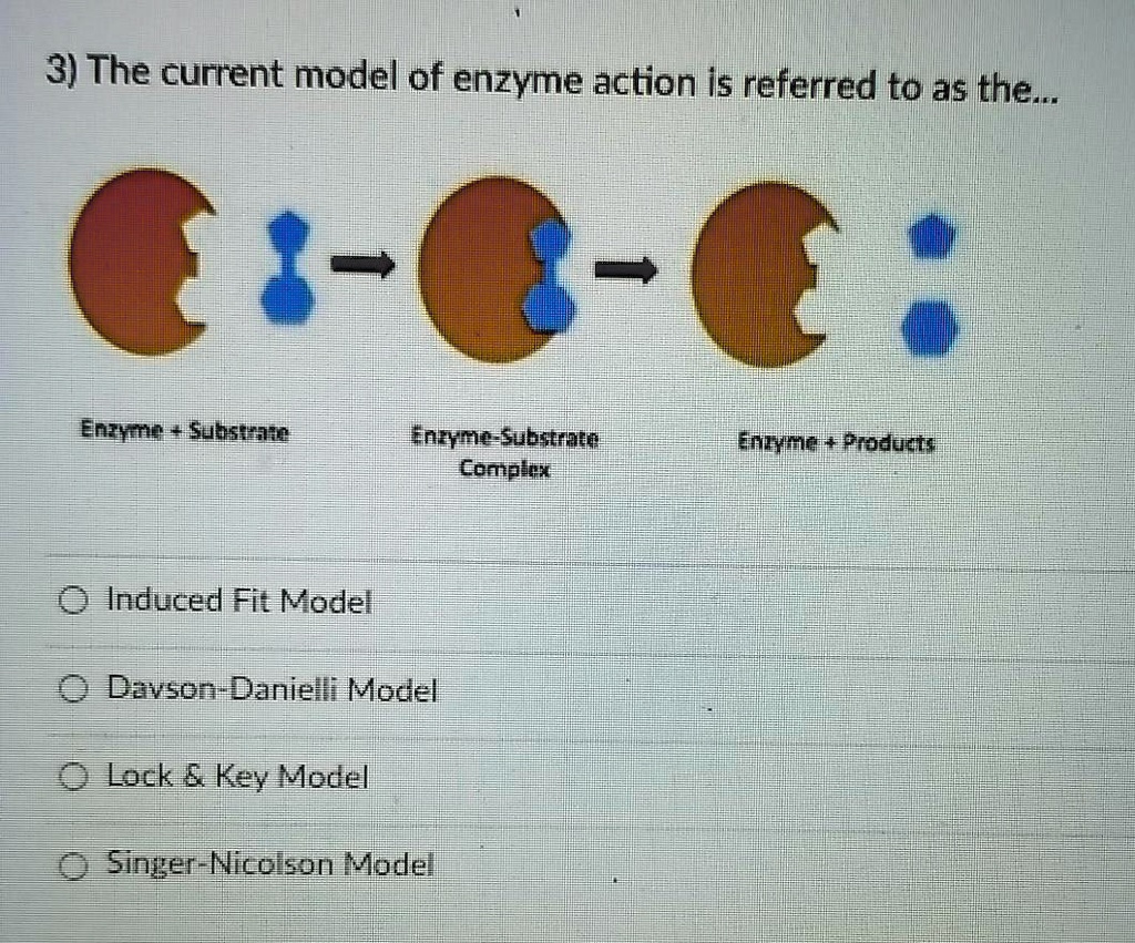 Question Video: Describing the Lock and Key Theory of Enzyme Action