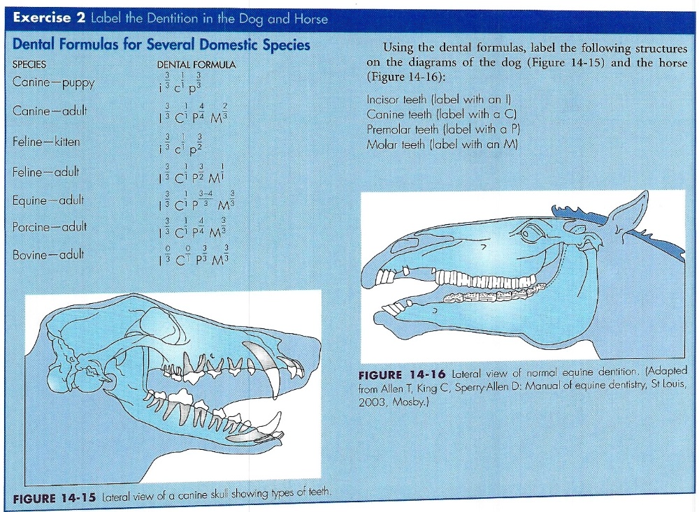 SOLVED Exercise 2 Label the Dentition in the Dog and Horse Dental