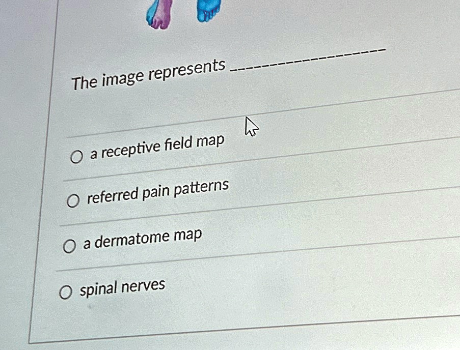 The image represents: - a receptive field map - referred pain patterns ...