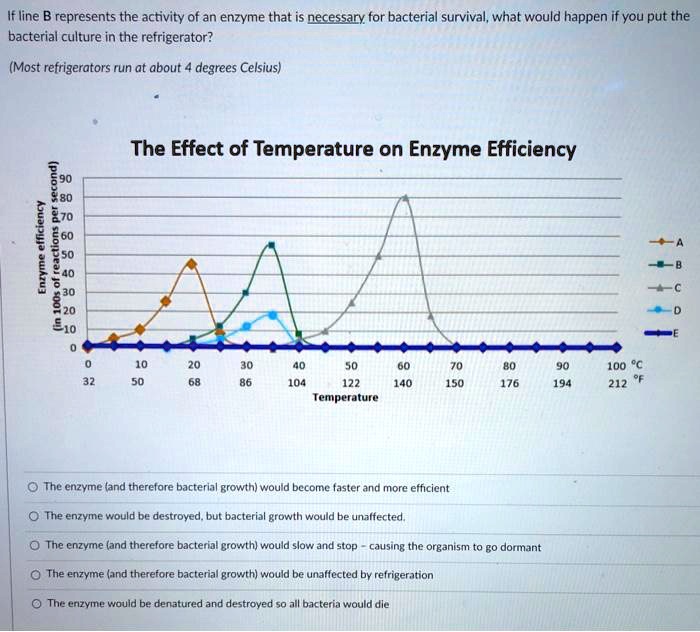 SOLVED If line B represents the activity of an enzyme that is