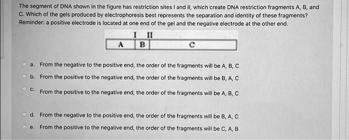 SOLVED: The segment of DNA shown in the figure has restriction sites ...