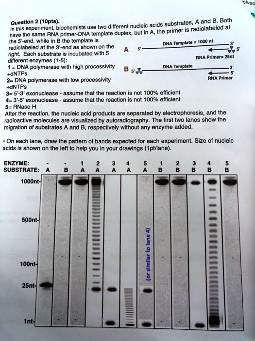SOLVED Question (1Opts) and Both acids substrates this experiment