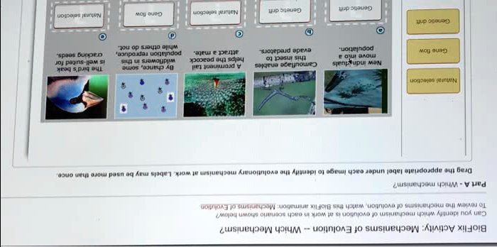 bioflix activity mechanisms of evolution which mechanism can you ...