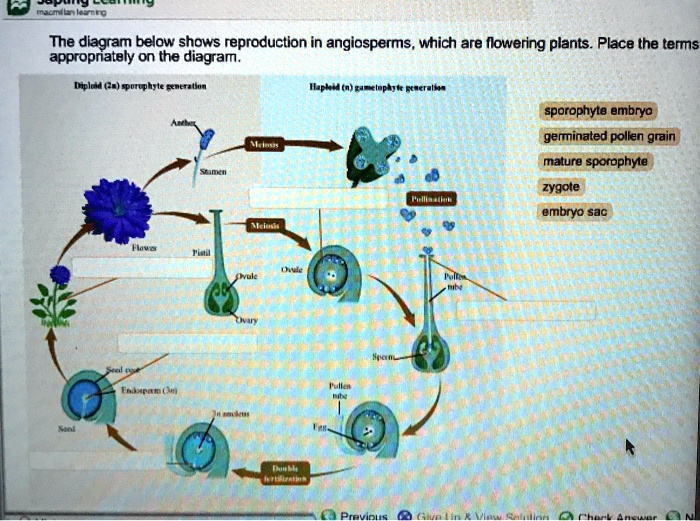 SOLVED The diagram below shows reproduction in angiosperms, which are