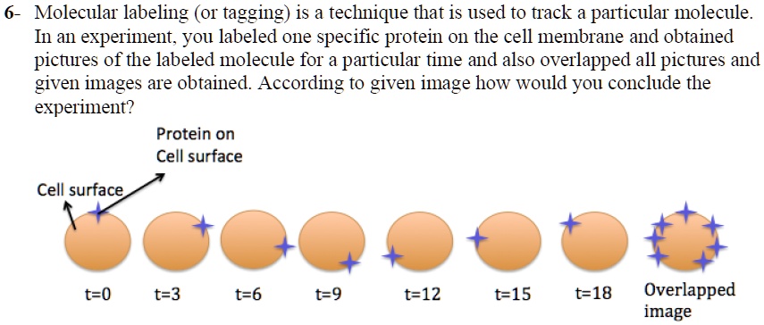 6- Molecular labeling (or tagging) is a technique that is...