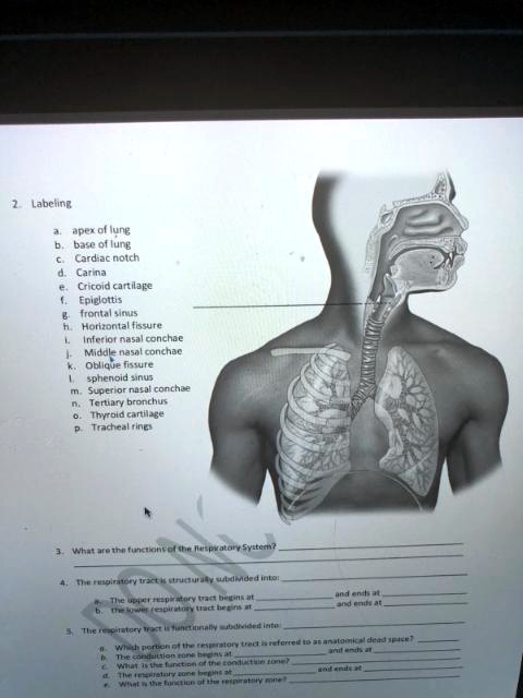 SOLVED: 2. Labeling a. Apex of lung b. Base of lung c. Cardiac notch d ...