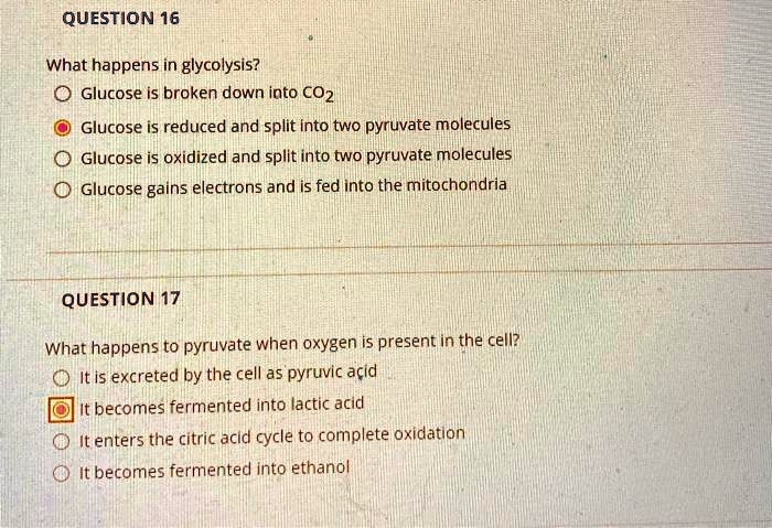 QUESTION 16

What happens in glycolysis?
Glucose is broken down into CO2
Glucose is reduced and split into two pyruvate molecules
Glucose is oxidized and split into two pyruvate molecules
Glucose gains electrons and is fed into the mitochondria

QUESTION 17

What happens to pyruvate when oxygen is present in the cell?
It is excreted by the cell as pyruvic acid
It becomes fermented into lactic acid
It enters the citric acid cycle to complete oxidation
It becomes fermented into ethanol