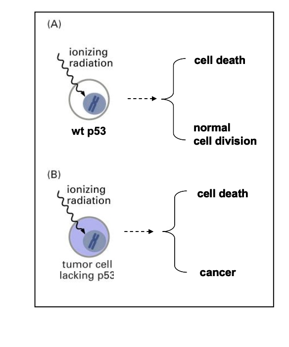 (A) ionizing radiation wt...