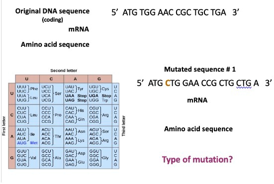 VIDEO solution: mRNA sequence? Amino acid sequence? What is the type of ...