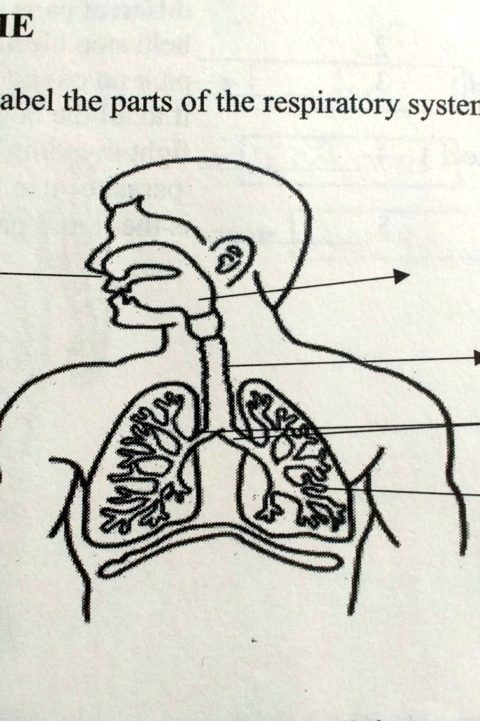 SOLVED: 'label the parts of the respiratory system 4L abel the parts of ...