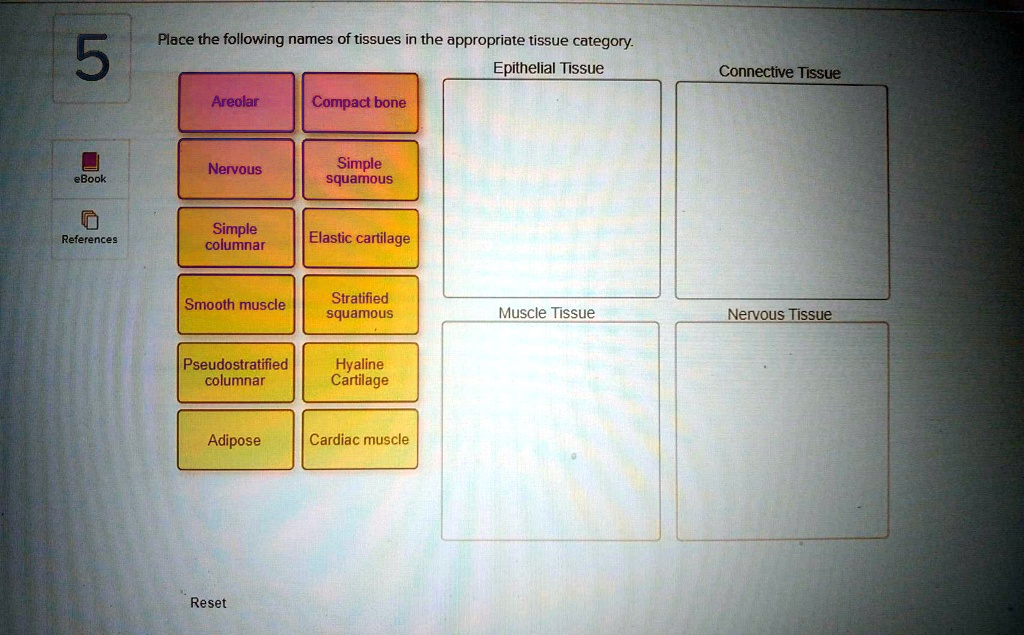 Place the following names of tissues in the appropriate tissue category.
Epithelial Tissue
Connective Tissue
Areolar
Compact bone
Nervous
Simple squamous
Simple columnar
Elastic cartilage
Smooth muscle
Stratified squamous
Muscle Tissue
Nervous Tissue
Pseudostratified columnar
Hyaline Cartilage
Adipose
Cardiac muscle