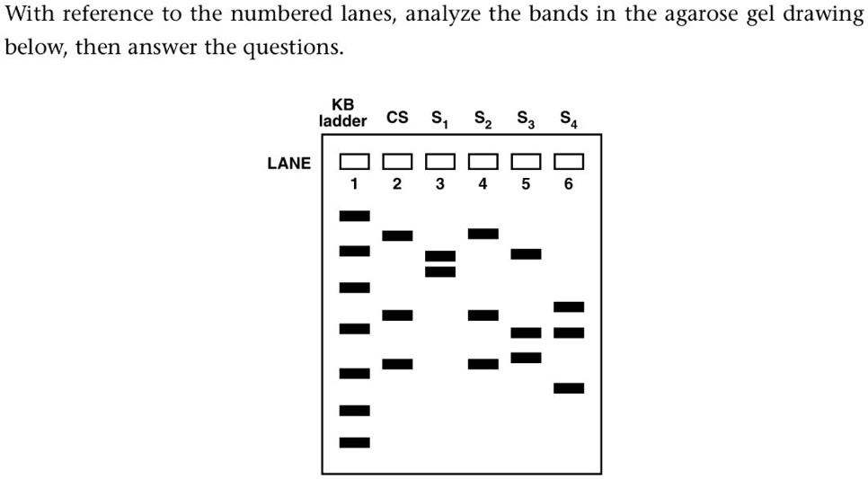 SOLVED 1 Which sample has the smallest DNA fragment Which