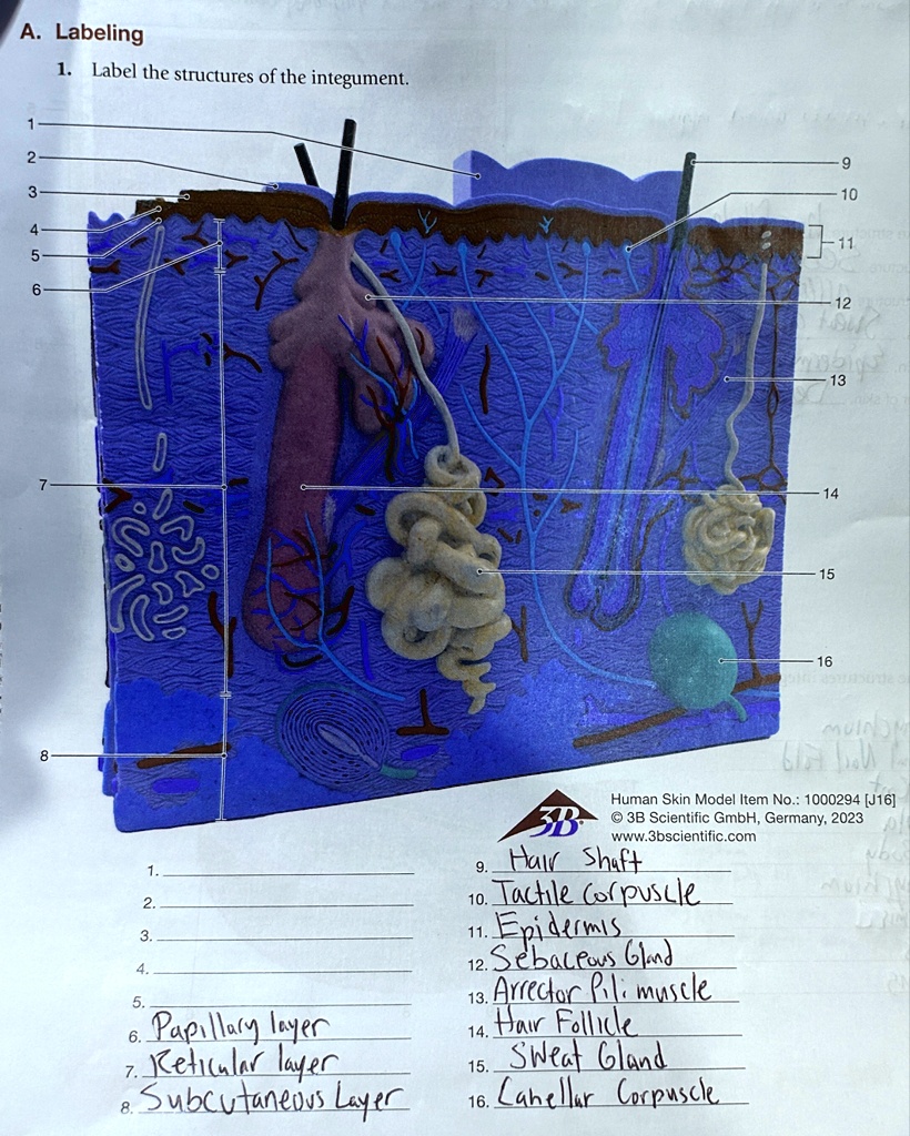a labeling 1 label the structures of the integument 1 2 3 4 5 6 papillary layer 7 reticular layer 8 subcutaneous layer 9 hair shaft 10 tactile corpuscle 11 epidermis 12 sebaceous gland 13 ar 46216