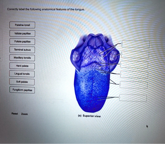 SOLVED Correctly label the following anatomical features of the tongue