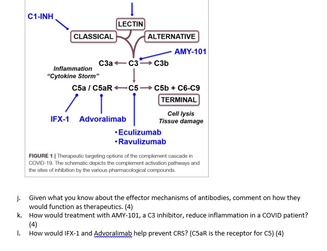 C1-INH
LECTIN
CLASSICAL ALTERNATIVE
AMY-101
C3a ? C3 ? C3b
Inflammation "Cytokine Storm"
C5a / C5aR ? C5 ? C5b + C6-C9
TERMINAL
IFX-1 Advoralimab Cell lysis Tissue damage
Eculizumab
Ravulizumab
FIGURE 1 | Therapeutic targeting options of the complement cascade in COVID-19. The schematic depicts the complement activation pathways and the sites of inhibition by the various pharmacological compounds.
j. Given what you know about the effector mechanisms of antibodies, comment on how they would function as therapeutics. (4)
k. How would treatment with AMY-101, a C3 inhibitor, reduce inflammation in a COVID patient? (4)
l. How would IFX-1 and Advoralimab help prevent CRS? (C5aR is the receptor for C5) (4)