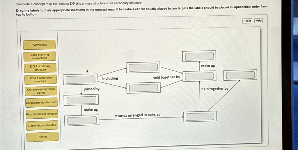 Complete a concept map that relates DNA's primary structure to its ...