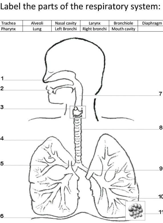 guys pa help po pleaseeeeee label the parts of the respiratory system ...