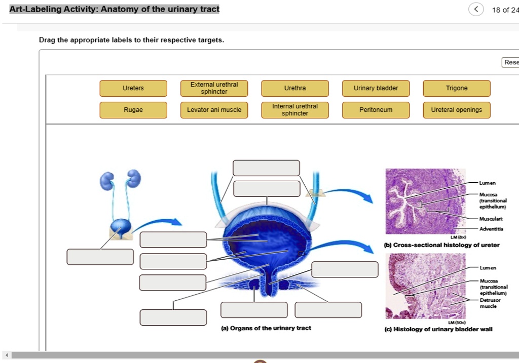 SOLVED ArtLabeling Activity Anatomy of the Urinary Tract 18 of 24