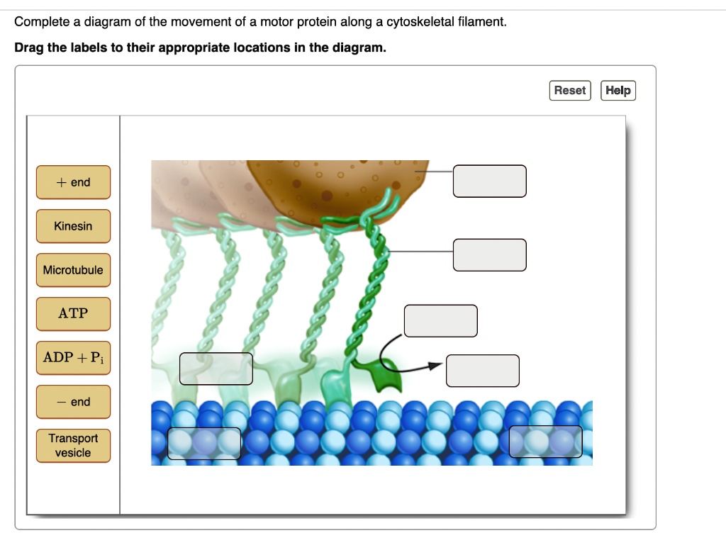 complete a diagram of the movement of a motor protein along a ...